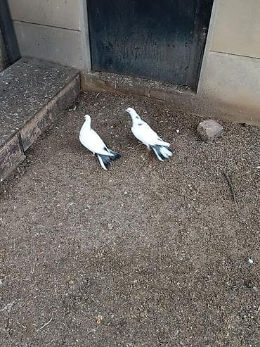 Pişiklər: Kövən tülək görməmiş quşlardır . təmiz çılpaq bir may bir erkəydi — 2