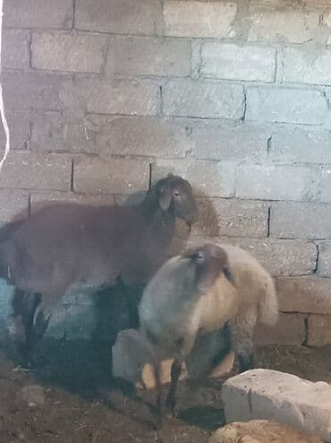 qoyun əti qiyməti: Salam quzular satılır 8ayın içindədirlər ikisi 8kq gəlir quyruqlu — 1