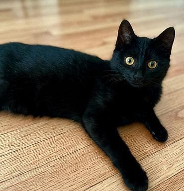 Erkək, Dişi, Yaxşı əllərə — 6