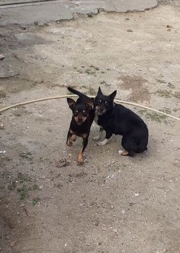 Gəmiricilər: Miniatür pinçer, 2 il, Erkek, Peyvəndli, Ünvandan götürmə — 2