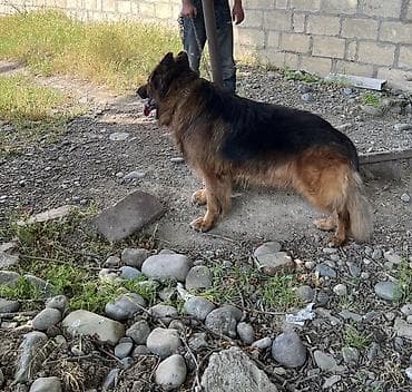 çau çau iti: Alman çoban iti, 5 il, Erkek — 5
