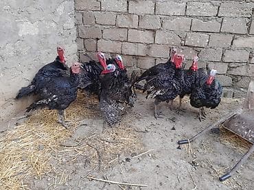 Balıqlar: Erkək, Amerika, Damazlıq — 6