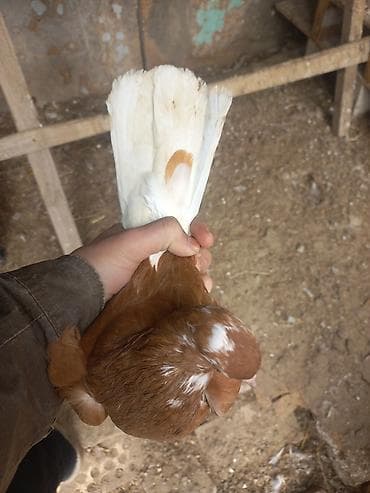 Птицы: Mayadi ünvan şhüvelan — 3