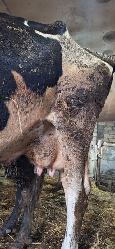 Коровы, быки: Теленок, Самец, Simental, месяцев: 6, Для мяса — 9