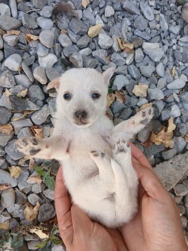 doberman qiymeti: 1 ay, Erkek, Ünvandan götürmə, Ödənişli çatdırılma, Rayonlara çatdırılma — 4