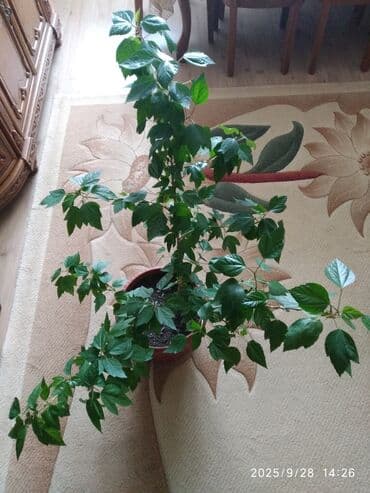 продажа комнатных растений: Çin qızılgülü — 4