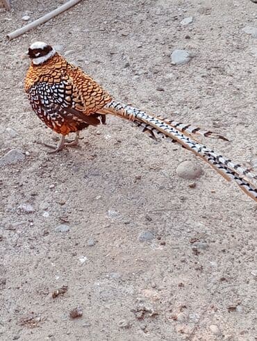 geref quşu: Esil Qafqaz qirqovulu unvan Gence basqa nov wirqovularda var keklik — 8
