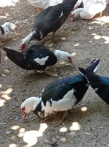K/t heyvanları və malları: Erkək, | Lal ördək, Ətlik — 1