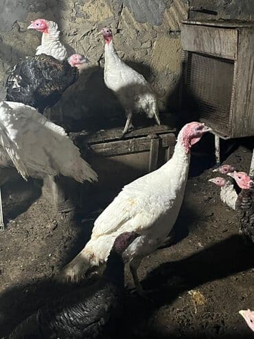 Digər kənd təsərrüfatı heyvanları: Dişi, Amerika, Ətlik, Ünvandan götürmə — 4