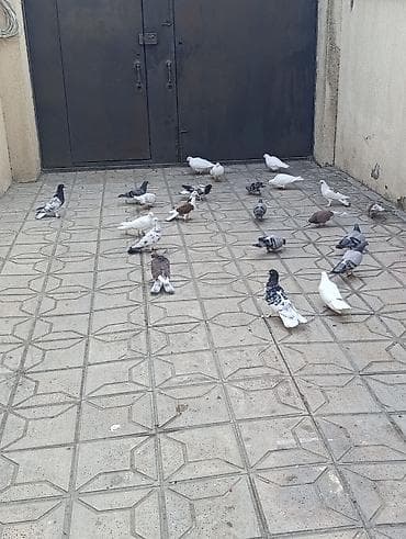 karella quş: Göyərçinlər satılır –tek cüt fərqi yoxdur kim görerem olsa münasib — 9