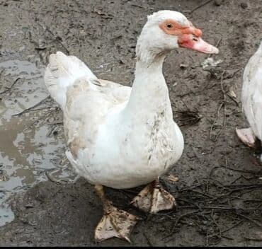 Opel: Самец, | Lal ordek, Для разведения, Самовывоз — 2