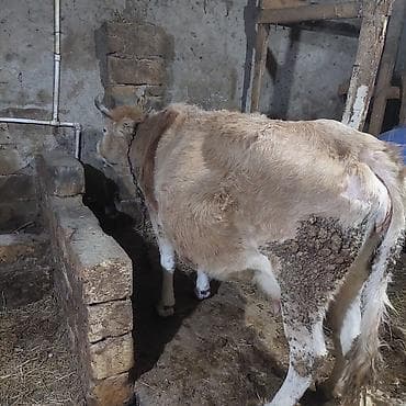 Inəklər, öküzlər: 13 sut verir 10 qalllb vaxdlna — 2