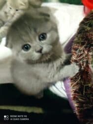 Информатика: Шотландская, Самец, Самка, Самовывоз at lalafo.az — 9 Информатика: Шотландская, Самец, Самка, Самовывоз — 9