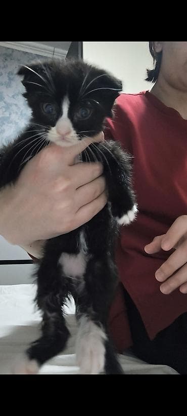 продажа котят: В добрые руки — 10