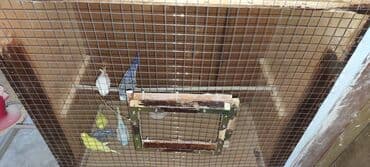 Proton: Tutuquşular Gəncə şəhərindədi, öz quşlarımın balalarıdı. tək tək 10 — 5