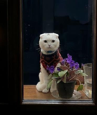 it satiram 50 manat: Yastıqulaq Scottish Fold pişiyi. Qarışıq sort deyil. Şəkildə tükləri — 1