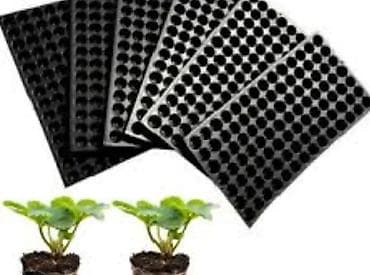 dibcek gulu: Şitil viyolası – peşəkar fidan yetişdirmə üçün plastik çoxgözlü — 4