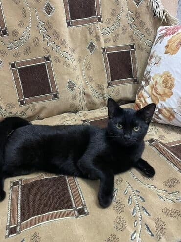 pişik cins: Yaxşı əllərə — 2