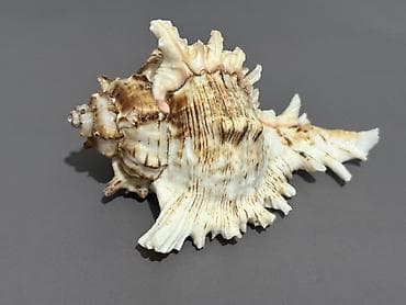 Ev üçün dekor: Dekorativ dəniz ilbizinin iki ədəd iri qabığı - Material: orijinal — 2