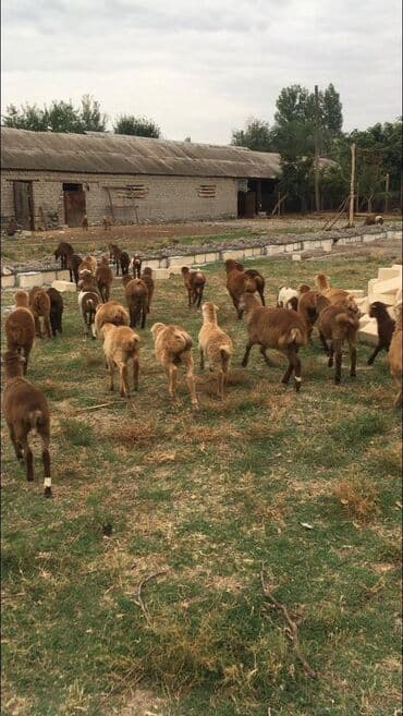 binəqədi torpaq satışı: 33 sot, Kupça (Çıxarış) — 4
