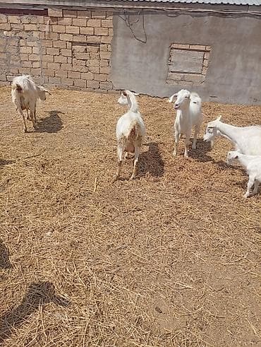 paket arı satışı: SAF KAN MACAR VE FIRANSIZ SANEN KEÇİLERİ - Növ: süd və ətlik yerli — 8