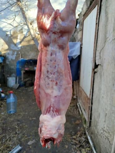baliq topdan satis: Dovşan eti halal kesilmiş halal ceki 1 ededi gelir 1k.800q. 1k.500q — 40