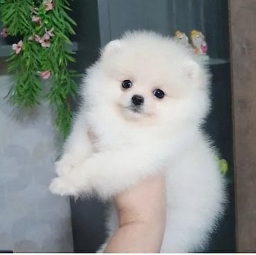 Pomerin spits balası satılır tecili tualet tərbiyəsi var evi batmir