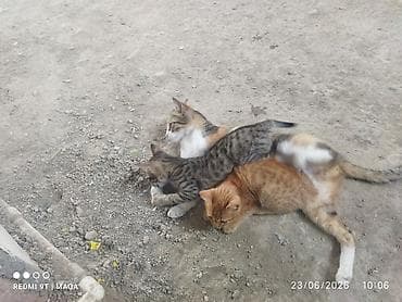 Pişiklər: Tabbi, Yaxşı əllərə, Pulsuz çatdırılma — 8