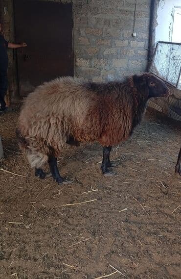 İtlər: Erkək, Qala, il: 4, 60 kq, Damazlıq — 1