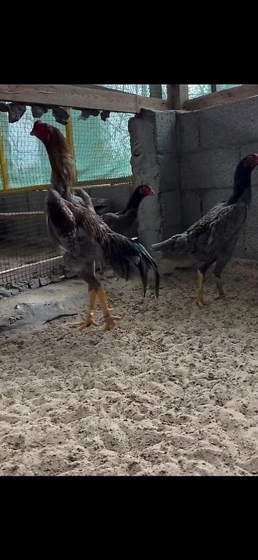 cucə və xoruz təmsil: 2 eded ymurta veren toyuq bir eded dotusen xoruz cemi 100 azn — 4