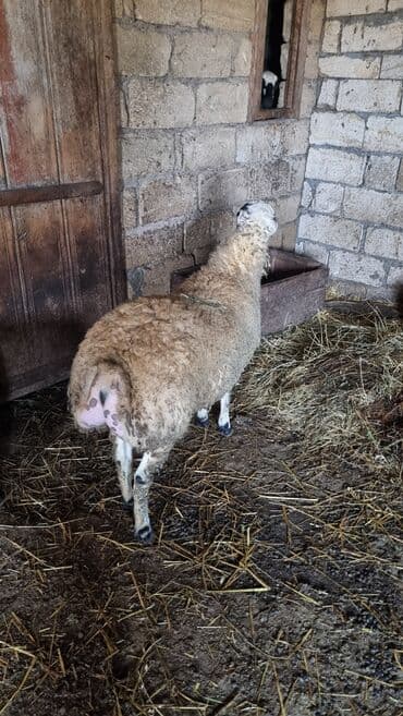 Qoyun. Toğlu Bu toğlu Dizi gözü qara sağlam damazliqa yararli sakit ev — 7