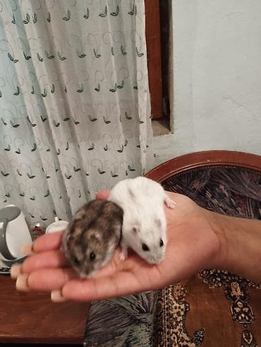 canavar dişi satılır: Erkək dişi birlikdə satılır tam sağlam .1 aylıq yemi 2 meşok apilkası — 2