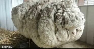 Təbii ağ rəngdə, müxtəlif toxuculuq və sənətkarlıq layihələri üçün