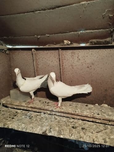 доска объявлений птицы: Tam sağlam 10 quş,tək tək ayrı qiymət real alıcıya endirimdə olacaq — 2