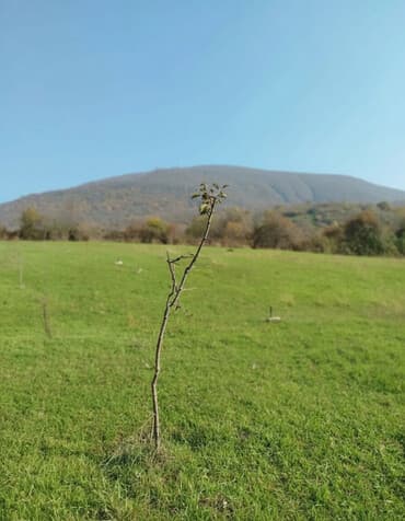 torpaq ev alqi satqisi: 15 sot, Tikinti, Maklerlər narahat etməsin — 1