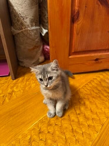 немецкий дог: Самец, В добрые руки, Платная доставка, Доставка в районы, Самовывоз — 11