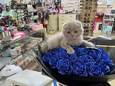 Pişiklər: Şotland — 6