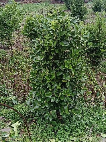 fıstıq ağacı: Ağaclar — 5