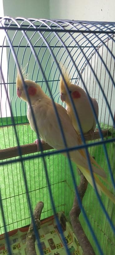 taxta yeşik: Salam Erkek Satilir Tam cute hazir Yas yarimliq.Disi uctu deye tek — 4