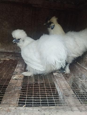 Ponpon cütü 70 manat lalafo.az -da Ponpon cütü 70 manat