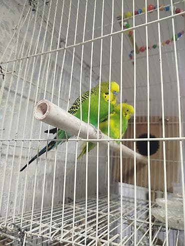 qəfəs: Bir cut papuqaydi yuva qizdirir birdəfə bala alinib 7 bala verib — 2