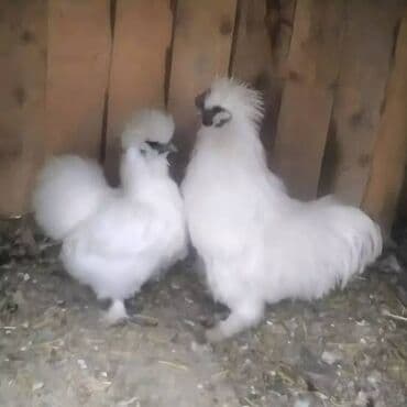 Коровы, быки: Курица, Brama, Для разведения — 5