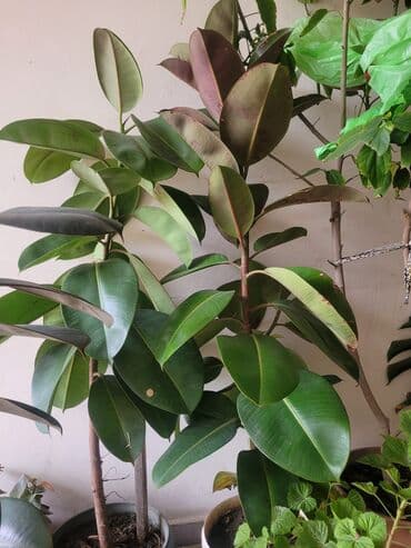 фикус дельтовидный: Allah xeyir versin. Real alici narahat elesin — 4