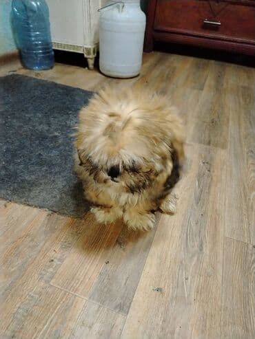 pişik yemek qabı: Şitsu (Shih Tzu) balası – uzun, ipək kimi tüklü, balaca ölçülü, ev — 2