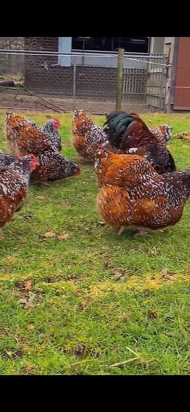 dovşan haqqında məlumat: Toyuq, Damazlıq — 7