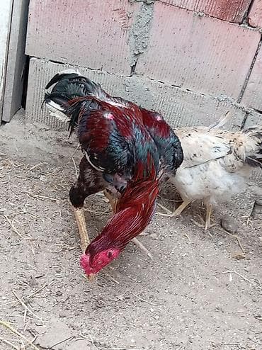 qus yuvasi: Xoruz, il: 1, Ünvandan götürmə — 6