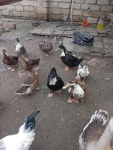 dağ toyuğu: Satılir 3 ayligdilar qiymət 13 manata aşağı yeri olar kök heyvanlardi — 2
