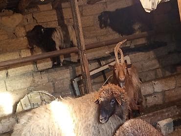 qoyun quyrugu: SALAM ALLAH HƏR KƏSİN MALINA BƏRƏKƏT VERSİN HEYVANLAR SATILIR KECİ — 3