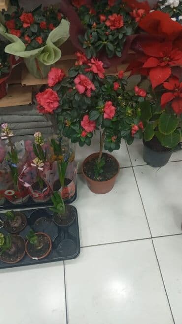 Gübrələr: Gül satsi Vathcapa yazın isdediyniz gülü ünvanda catraq Otaq gülleri — 15