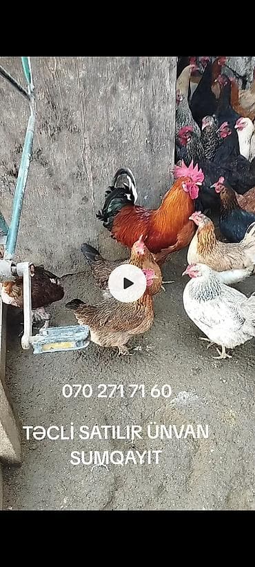 qara avstrolorp: Toyuq, Yumurtalıq — 2